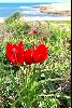 <em>Tulipa aganensis ssp.sharonensis</em>